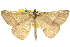  ( - 10ANIC-11622)  @14 [ ] CreativeCommons - Attribution (2010) CBG Photography Group Centre for Biodiversity Genomics