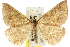  ( - 10ANIC-11623)  @15 [ ] CreativeCommons - Attribution (2010) CBG Photography Group Centre for Biodiversity Genomics