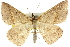  ( - 10ANIC-11624)  @15 [ ] CreativeCommons - Attribution (2010) CBG Photography Group Centre for Biodiversity Genomics