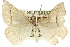  (Epidesmia - 10ANIC-11625)  @15 [ ] CreativeCommons - Attribution (2010) CBG Photography Group Centre for Biodiversity Genomics