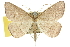  ( - 10ANIC-11628)  @11 [ ] CreativeCommons - Attribution (2010) CBG Photography Group Centre for Biodiversity Genomics