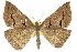  (Epidesmia brachygrammella - 10ANIC-11630)  @15 [ ] CreativeCommons - Attribution (2010) CBG Photography Group Centre for Biodiversity Genomics