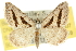  (Aglossophanes - 10ANIC-11637)  @15 [ ] CreativeCommons - Attribution (2010) CBG Photography Group Centre for Biodiversity Genomics