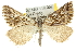  (Arcina - 10ANIC-11640)  @15 [ ] CreativeCommons - Attribution (2010) CBG Photography Group Centre for Biodiversity Genomics