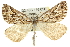  (Arcina fulgorigera - 10ANIC-11641)  @15 [ ] CreativeCommons - Attribution (2010) CBG Photography Group Centre for Biodiversity Genomics