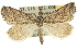  (Phrixocomes ptilomacra - 10ANIC-11644)  @15 [ ] CreativeCommons - Attribution (2010) CBG Photography Group Centre for Biodiversity Genomics