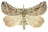  (Phrixocomes sp. ANIC1 - 10ANIC-11646)  @15 [ ] CreativeCommons - Attribution (2010) CBG Photography Group Centre for Biodiversity Genomics