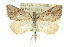 ( - 10ANIC-11647)  @15 [ ] CreativeCommons - Attribution (2010) CBG Photography Group Centre for Biodiversity Genomics