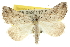  ( - 10ANIC-11648)  @15 [ ] CreativeCommons - Attribution (2010) CBG Photography Group Centre for Biodiversity Genomics
