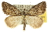  (Phrixocomes sp. ANIC6 - 10ANIC-11649)  @15 [ ] CreativeCommons - Attribution (2010) CBG Photography Group Centre for Biodiversity Genomics