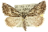  (Phrixocomes sp. ANIC3 - 10ANIC-11651)  @15 [ ] CreativeCommons - Attribution (2010) CBG Photography Group Centre for Biodiversity Genomics