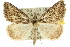  ( - 10ANIC-11652)  @15 [ ] CreativeCommons - Attribution (2010) CBG Photography Group Centre for Biodiversity Genomics