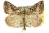  (Phrixocomes sp. ANIC4 - 10ANIC-11653)  @15 [ ] CreativeCommons - Attribution (2010) CBG Photography Group Centre for Biodiversity Genomics