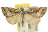  ( - 10ANIC-11654)  @14 [ ] CreativeCommons - Attribution (2010) CBG Photography Group Centre for Biodiversity Genomics