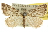 ( - 10ANIC-11658)  @14 [ ] CreativeCommons - Attribution (2010) CBG Photography Group Centre for Biodiversity Genomics