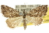  ( - 10ANIC-11659)  @11 [ ] CreativeCommons - Attribution (2010) CBG Photography Group Centre for Biodiversity Genomics