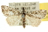  ( - 10ANIC-11660)  @14 [ ] CreativeCommons - Attribution (2010) CBG Photography Group Centre for Biodiversity Genomics
