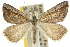  (Phrixocomes sp. ANIC7 - 10ANIC-11662)  @15 [ ] CreativeCommons - Attribution (2010) CBG Photography Group Centre for Biodiversity Genomics