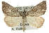  (Phrixocomes ophiucha - 10ANIC-11664)  @15 [ ] CreativeCommons - Attribution (2010) CBG Photography Group Centre for Biodiversity Genomics