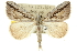  (Phrixocomes sp. ANIC8 - 10ANIC-11666)  @15 [ ] CreativeCommons - Attribution (2010) CBG Photography Group Centre for Biodiversity Genomics