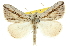  ( - 10ANIC-11667)  @14 [ ] CreativeCommons - Attribution (2010) CBG Photography Group Centre for Biodiversity Genomics