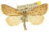  (Phrixocomes sp. ANIC9 - 10ANIC-11668)  @15 [ ] CreativeCommons - Attribution (2010) CBG Photography Group Centre for Biodiversity Genomics