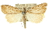  (Phrixocomes - 10ANIC-11669)  @15 [ ] CreativeCommons - Attribution (2010) CBG Photography Group Centre for Biodiversity Genomics
