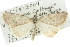  (Phrixocomes sp. ANIC10 - 10ANIC-11670)  @14 [ ] CreativeCommons - Attribution (2010) CBG Photography Group Centre for Biodiversity Genomics