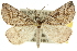  (Phrixocomes sp. ANIC11 - 10ANIC-11671)  @15 [ ] CreativeCommons - Attribution (2010) CBG Photography Group Centre for Biodiversity Genomics