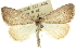  (Phrixocomes sp. ANIC12 - 10ANIC-11673)  @15 [ ] CreativeCommons - Attribution (2010) CBG Photography Group Centre for Biodiversity Genomics