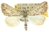  ( - 10ANIC-11674)  @13 [ ] CreativeCommons - Attribution (2010) CBG Photography Group Centre for Biodiversity Genomics