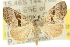  ( - 10ANIC-11675)  @13 [ ] CreativeCommons - Attribution (2010) CBG Photography Group Centre for Biodiversity Genomics