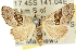  ( - 10ANIC-11677)  @13 [ ] CreativeCommons - Attribution (2010) CBG Photography Group Centre for Biodiversity Genomics
