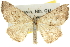  ( - 10ANIC-11681)  @15 [ ] CreativeCommons - Attribution (2010) CBG Photography Group Centre for Biodiversity Genomics