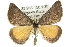  ( - 10ANIC-11694)  @14 [ ] CreativeCommons - Attribution (2010) CBG Photography Group Centre for Biodiversity Genomics
