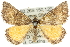  ( - 10ANIC-11695)  @15 [ ] CreativeCommons - Attribution (2010) CBG Photography Group Centre for Biodiversity Genomics