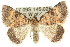  ( - 10ANIC-11726)  @12 [ ] CreativeCommons - Attribution (2010) CBG Photography Group Centre for Biodiversity Genomics