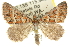  ( - 10ANIC-11739)  @15 [ ] CreativeCommons - Attribution (2010) CBG Photography Group Centre for Biodiversity Genomics