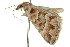  ( - 10ANIC-11740)  @12 [ ] CreativeCommons - Attribution (2010) CBG Photography Group Centre for Biodiversity Genomics