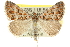  ( - 10ANIC-11741)  @15 [ ] CreativeCommons - Attribution (2010) CBG Photography Group Centre for Biodiversity Genomics
