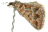  ( - 10ANIC-11742)  @12 [ ] CreativeCommons - Attribution (2010) CBG Photography Group Centre for Biodiversity Genomics