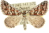  ( - 10ANIC-11743)  @15 [ ] CreativeCommons - Attribution (2010) CBG Photography Group Centre for Biodiversity Genomics