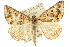  ( - 10ANIC-11777)  @15 [ ] CreativeCommons - Attribution (2010) CBG Photography Group Centre for Biodiversity Genomics