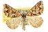  ( - 10ANIC-11778)  @15 [ ] CreativeCommons - Attribution (2010) CBG Photography Group Centre for Biodiversity Genomics