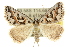 ( - 10ANIC-11783)  @14 [ ] CreativeCommons - Attribution (2010) CBG Photography Group Centre for Biodiversity Genomics