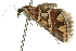  ( - 10ANIC-11787)  @13 [ ] CreativeCommons - Attribution (2010) CBG Photography Group Centre for Biodiversity Genomics