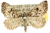  ( - 10ANIC-11820)  @15 [ ] CreativeCommons - Attribution (2010) CBG Photography Group Centre for Biodiversity Genomics