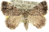  ( - 10ANIC-11823)  @15 [ ] CreativeCommons - Attribution (2010) CBG Photography Group Centre for Biodiversity Genomics