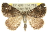  ( - 10ANIC-11828)  @15 [ ] CreativeCommons - Attribution (2010) CBG Photography Group Centre for Biodiversity Genomics