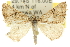  ( - 10ANIC-11829)  @15 [ ] CreativeCommons - Attribution (2010) CBG Photography Group Centre for Biodiversity Genomics